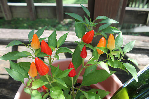 christmas pepper 002