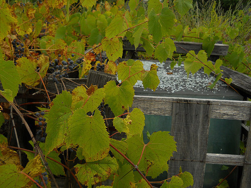grapes and glass