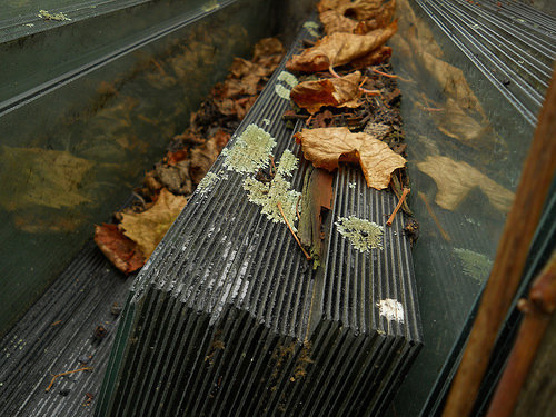 lichen on glass