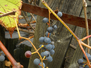 grapes and rust