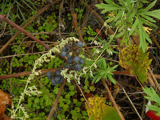 grapes and mugwort blossoms