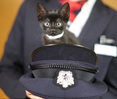 Paws_and_Relax_British_Airways