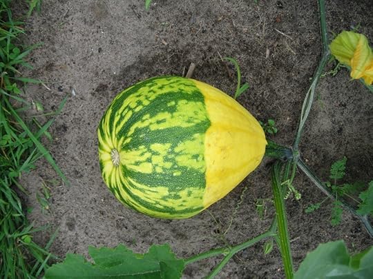 Mystery squash