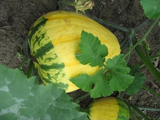 Two more mystery squashs. 