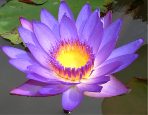 Lotus flower