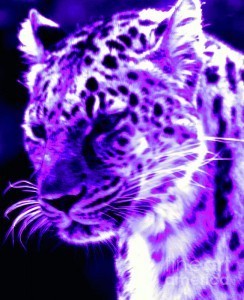 purple-jaguar-nick-gustafson