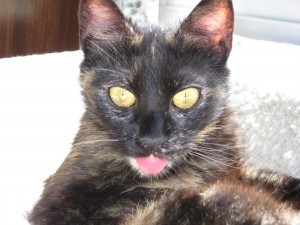 cat_tongue
