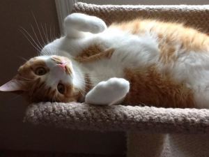 My cat Wesley. I love cats. Jamie doesn't.