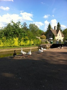 Iffley Towpath_Geese