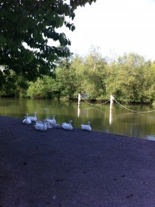 Iffley geese