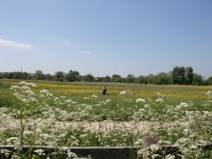 Isis Towpath_meadow