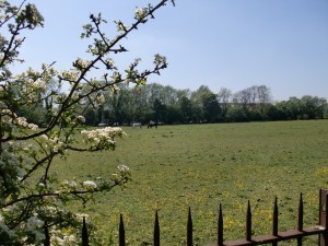 Isis Towpath_ponies