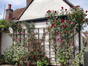 Dorchester wall of flowers