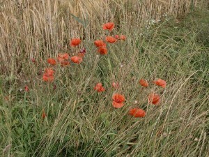 Dorchester Poppies