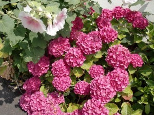 Dorchester - flowers