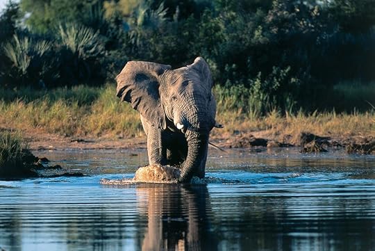 Chitabe Camp regular (Photo: Dave Hamman/Wilderness Safaris)