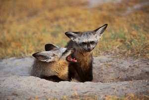 (Photo: Wilderness Safaris)