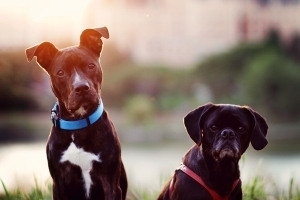 Dogs At Sunset 