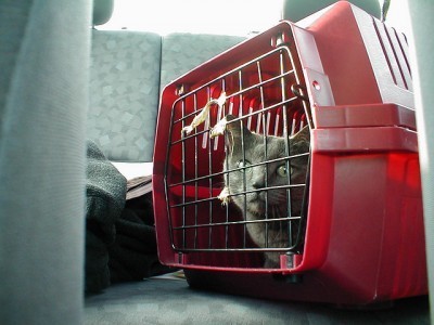 cat_in_carrier