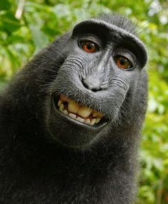 primate selfie