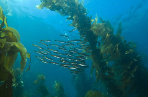 MV giant kelp