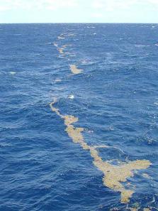 Lines_of_Sargassum