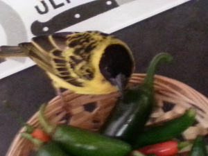 2014-06-27 13.33.01-2