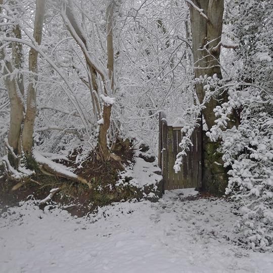 Woodland gate, winter