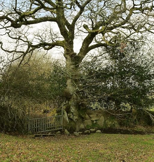 Sheep field gate, late winter/early spring