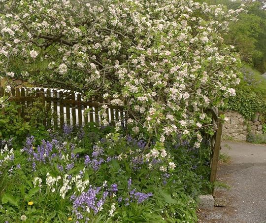 Beverly gate with apple blossoms and bluebells, spring