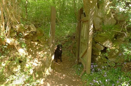 Woodland gate, spring