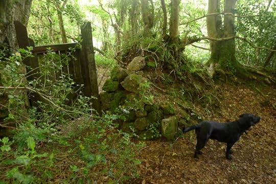 Woodland gate, yesterday