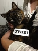Picture of a tortoiseshell cat.