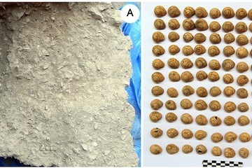 paleolithic snails