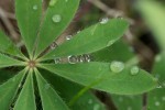 A lupine leaf with rain on it