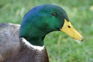 dreamstimefree_217130