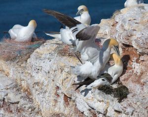 Northern Gannett Colony