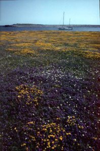 Grutness Voe, Shetland