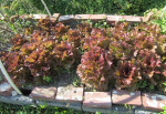 Red Sails lettuce on June 7.