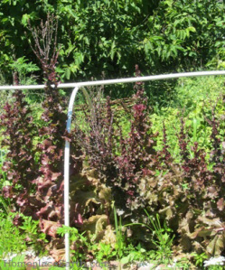 The same patch of lettuce growing to seed on July 5.