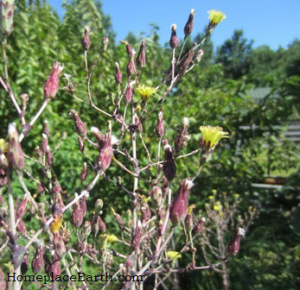 Red Sails lettuce flowers and seed pods on July 28. The seeds are in the pods under the white puffs.