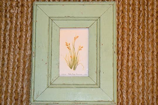 sedge
