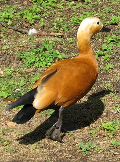 A duck. Or more likely a goose - it has gooselike attributes. Species, anyone? I don't have a bird book for Europe. I've ruled out Ferruginous Duck and 