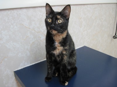 Allegra_cat_exam_table