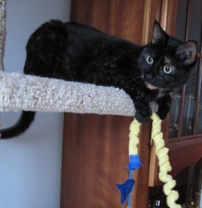 cat-tower-toy-cute