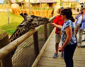 Mother feeds other animals. 