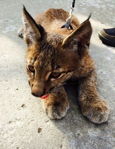 I hope Mother is not thinking of adopting this creature. 