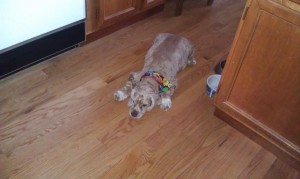 Sadie after she was groomed.