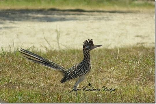 Roadrunner