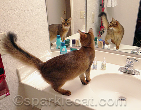 I didn't know there were TWO mirror kitties!